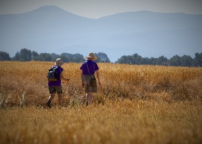 户外芦苇丛徒步旅行图片
